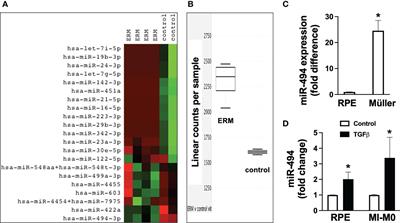 MicroRNA-494 augments fibrotic transformation of human retinal pigment epithelial cells and targets p27 with cell-type specificity